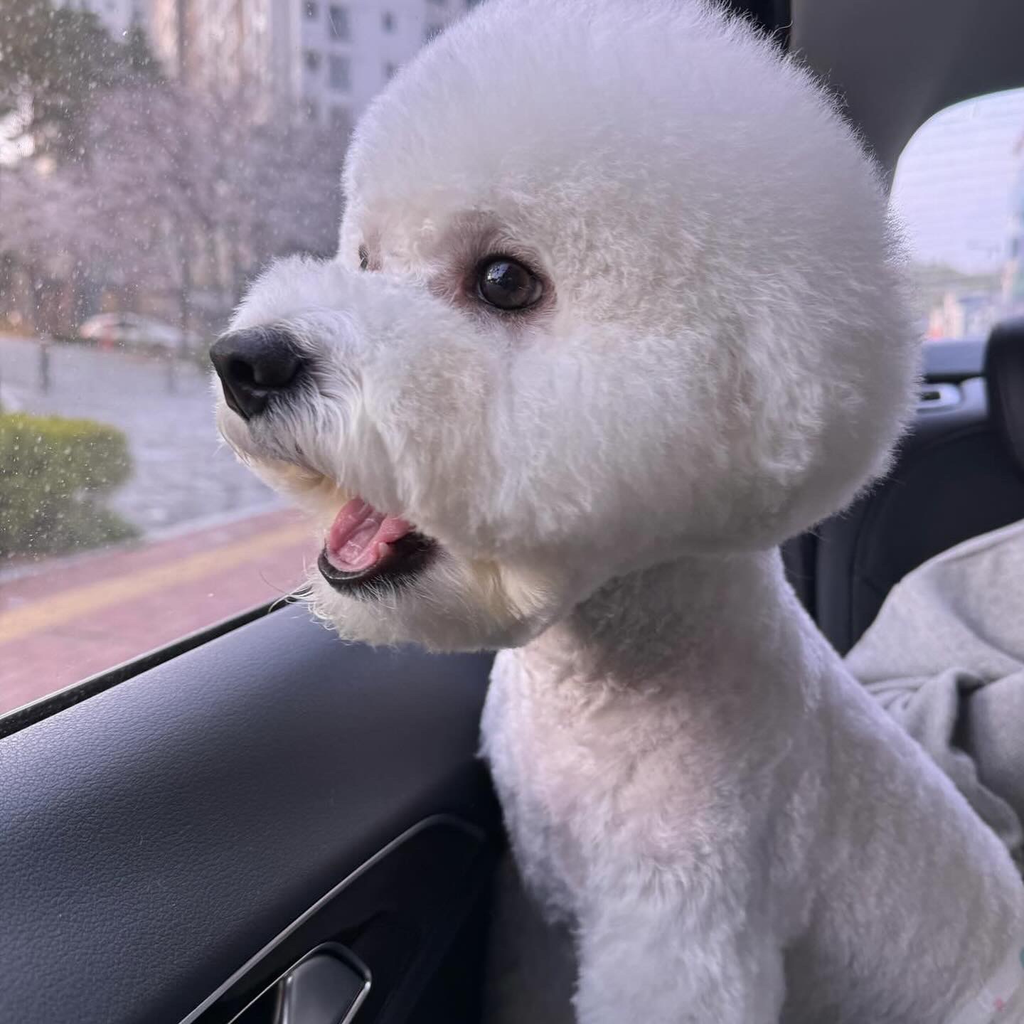 강아지 산책 공고 썸네일