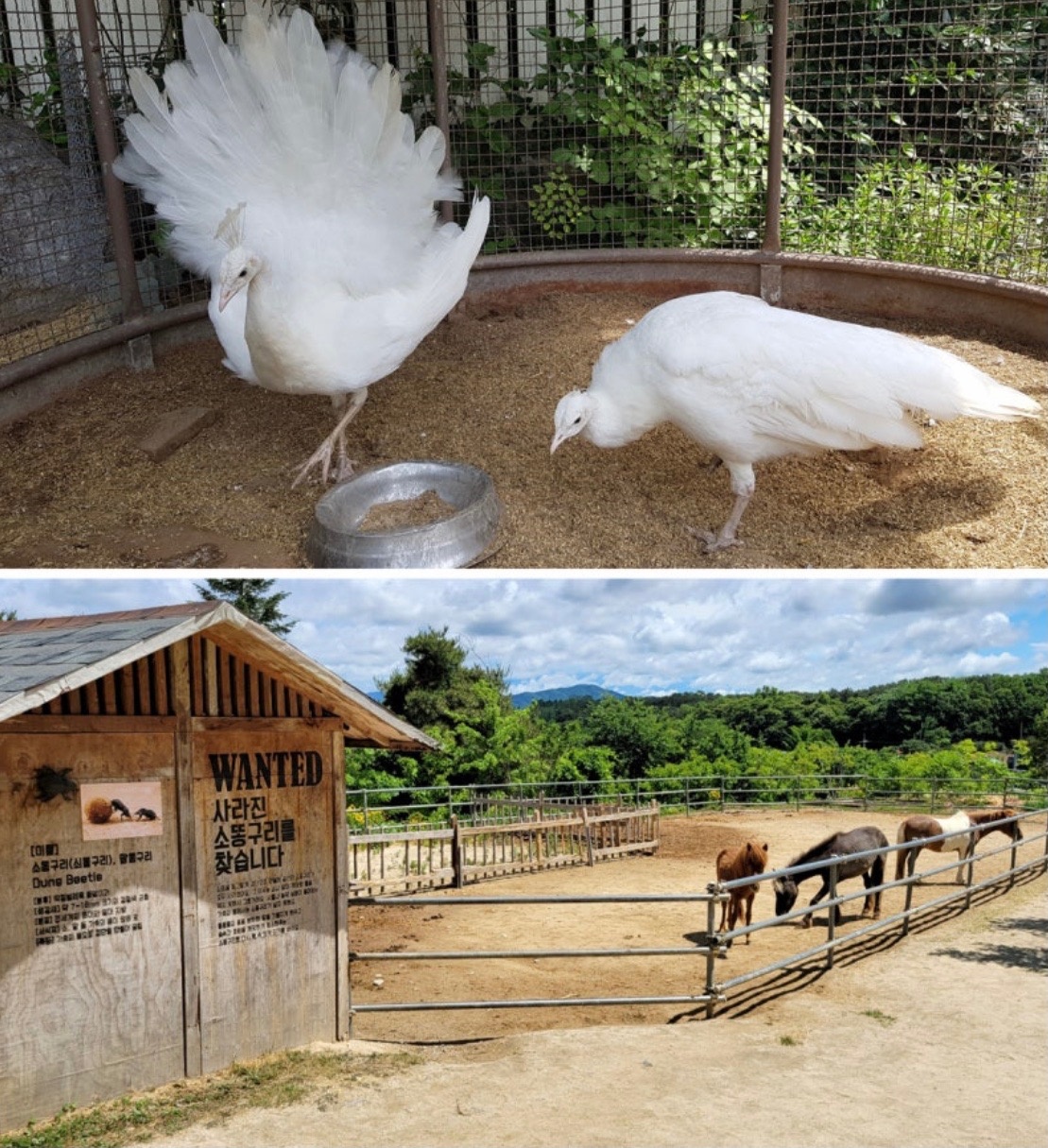 백암면 용인곤충테마파크농업회사법인(주) 아르바이트 장소 (9)