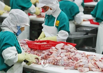 닭공장 chicken factory