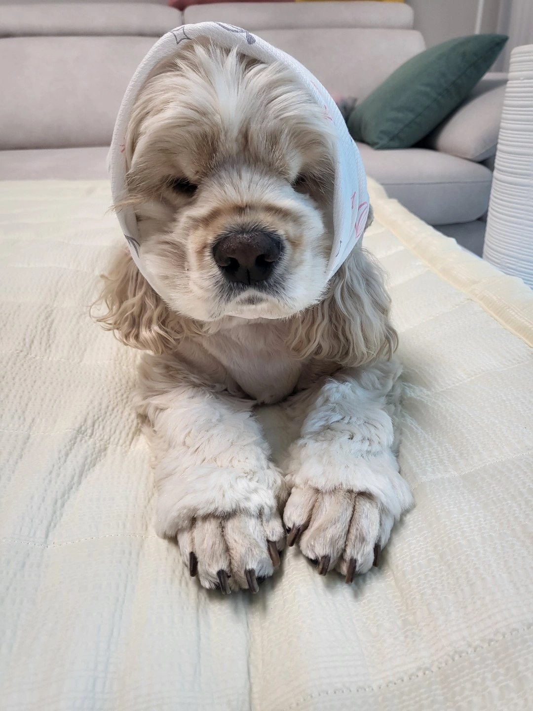 펫시터님 구해요