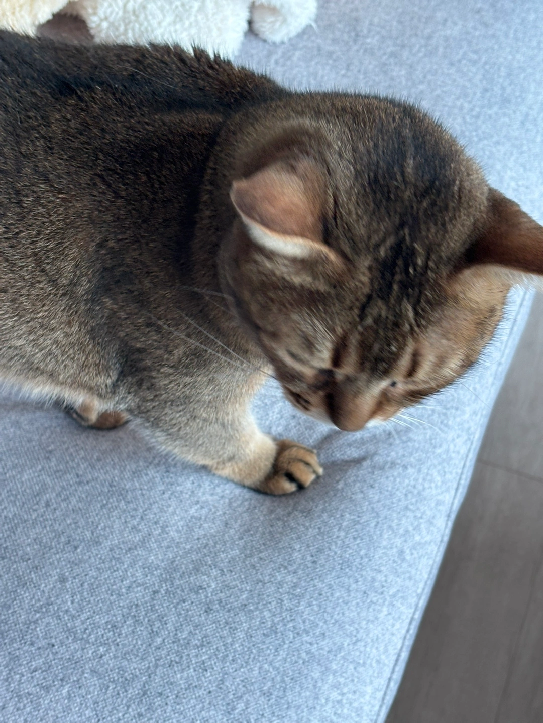 2달간 고양이 돌봐주실분 구합니다.