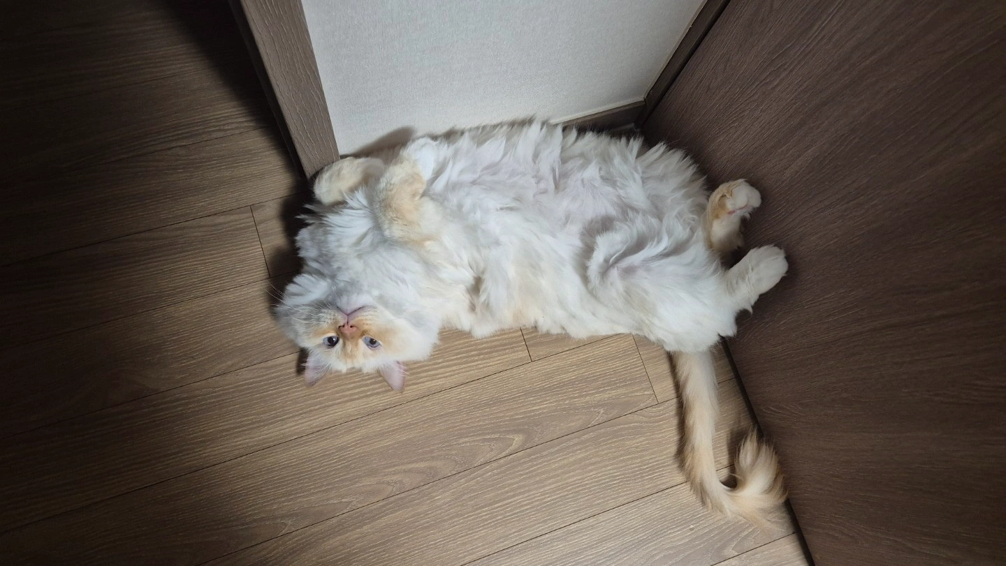 초등 수학 과외 선생님 구해요 (여성, 경험자 우대)