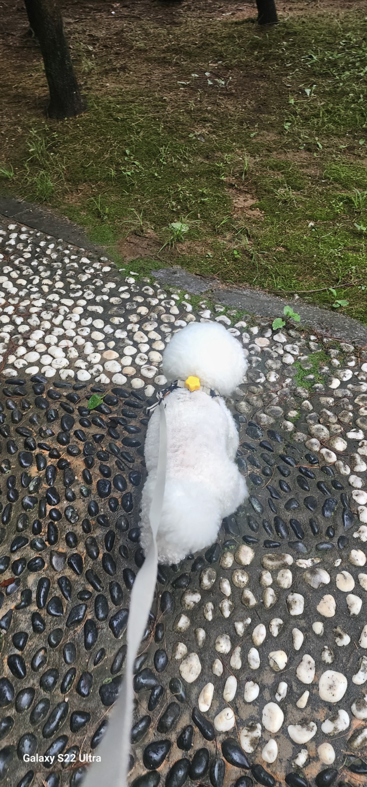 강아지 봐주실분 공고 썸네일