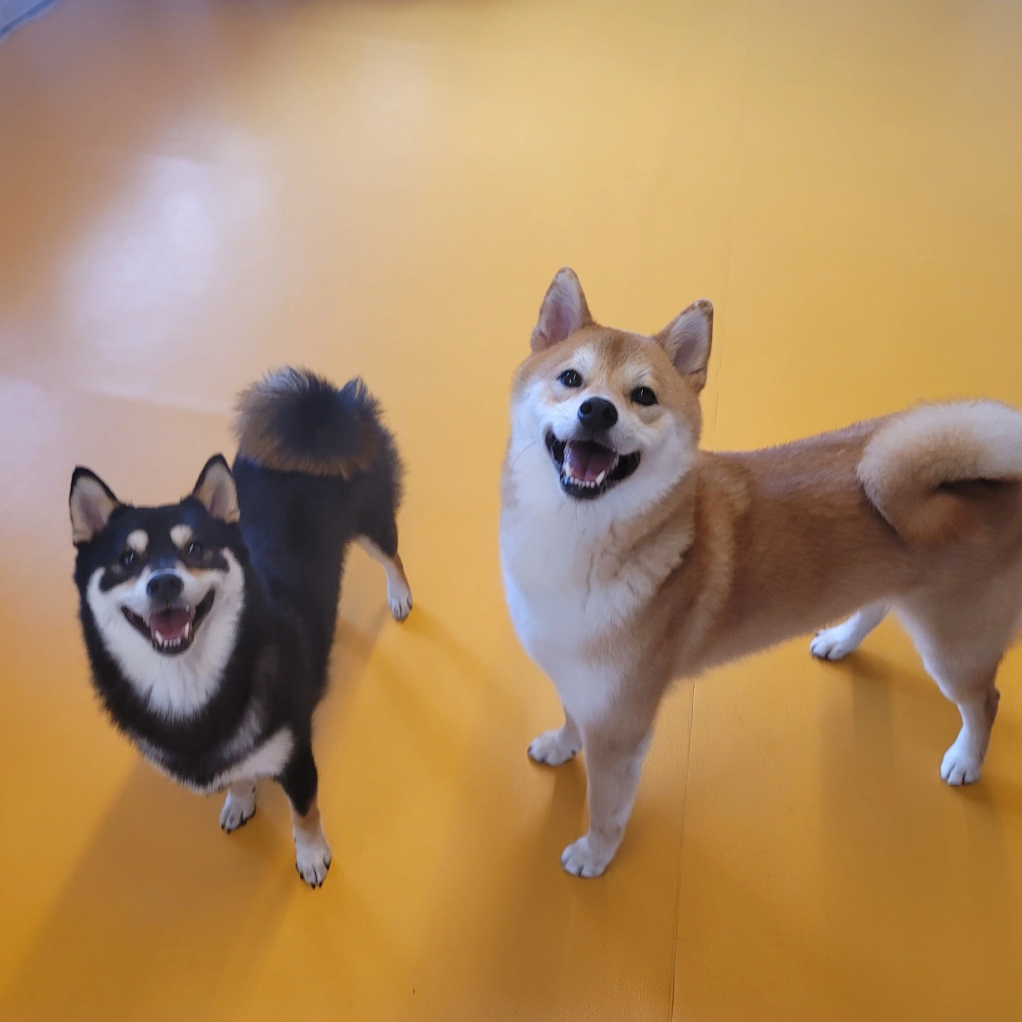8월 18~22일 강아지2마리 산책해주실분