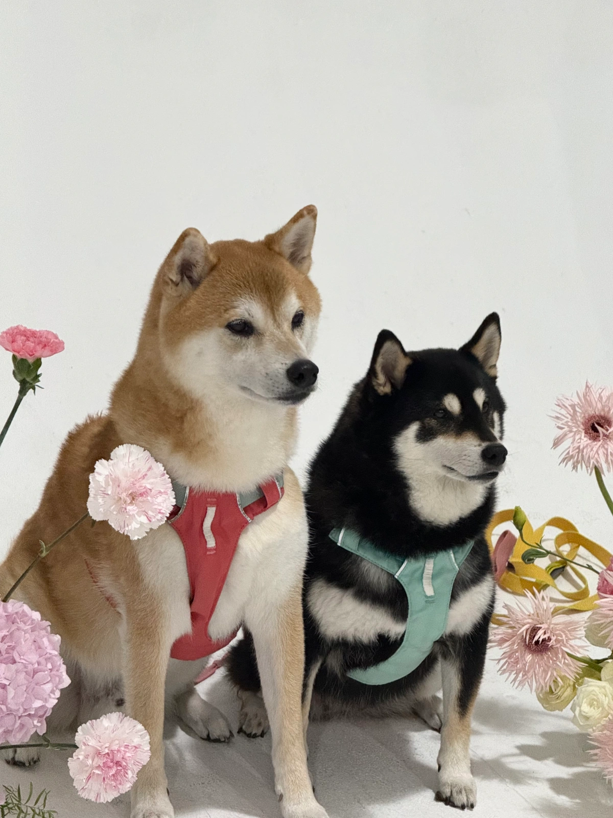 5/11일, 12일 강아지 산책해주실분
