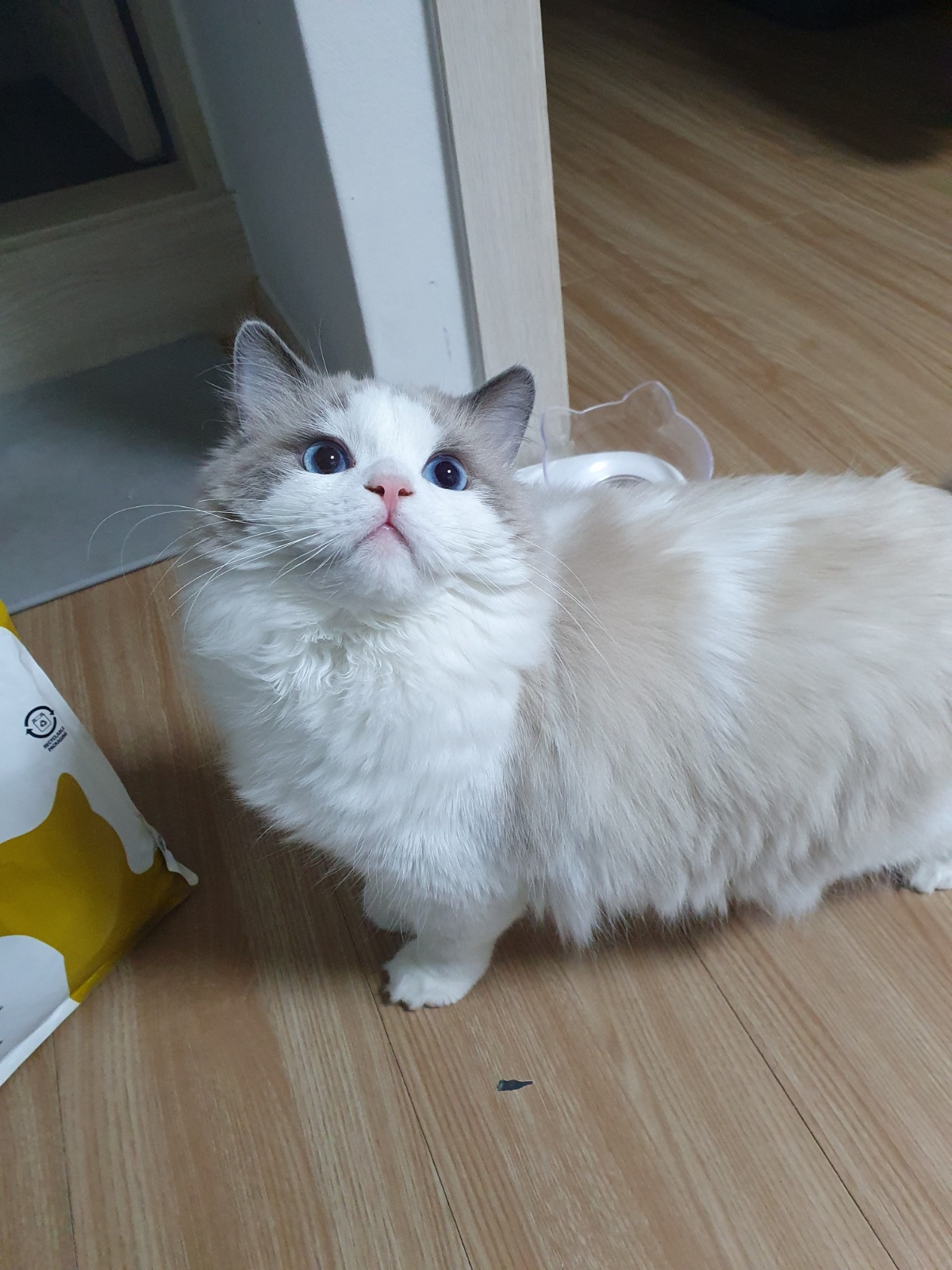 고양이 돌봄해주실 분!! 공고 썸네일
