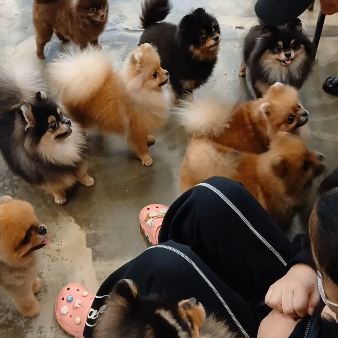 애견카페 주말알바