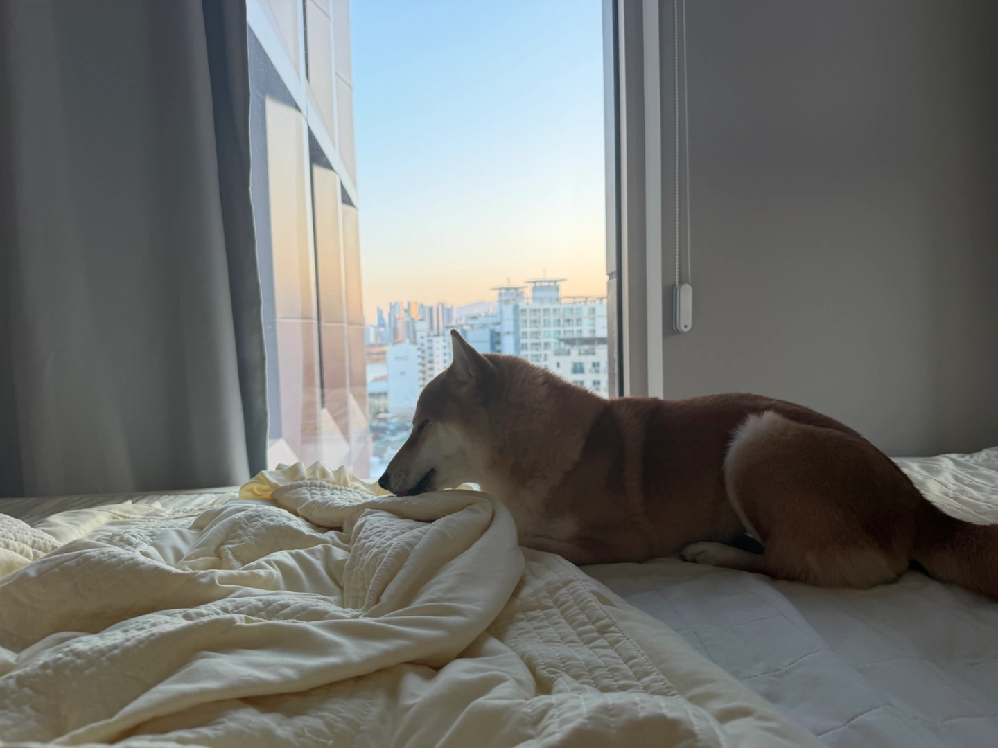 반려견 산책해주실분 구합니다 :)