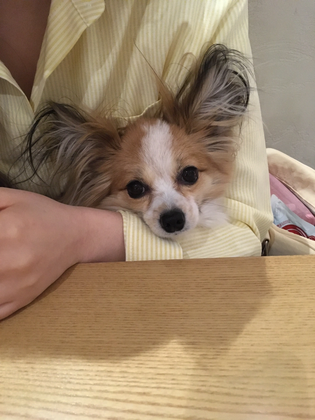 5/4 오전 9시부터 오후 7시반까지 강아지 돌봐주실분