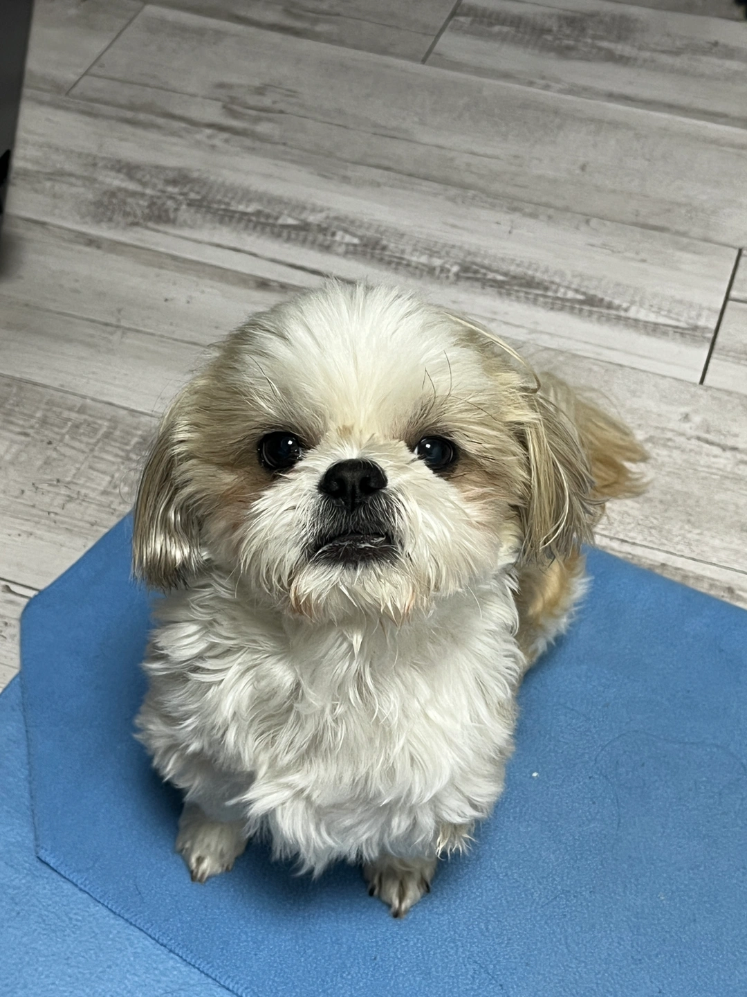 5월 9일 -11일펫시터 알바 구합니다!