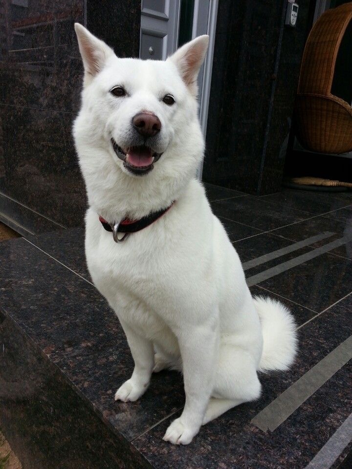 강아지 산책 도와주실 분 구합니다ㅠㅠ 공고 썸네일