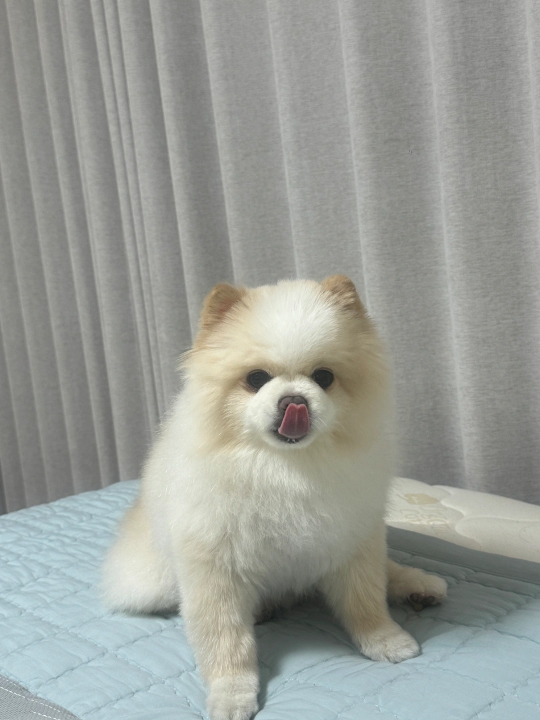 펫시터 구합니다