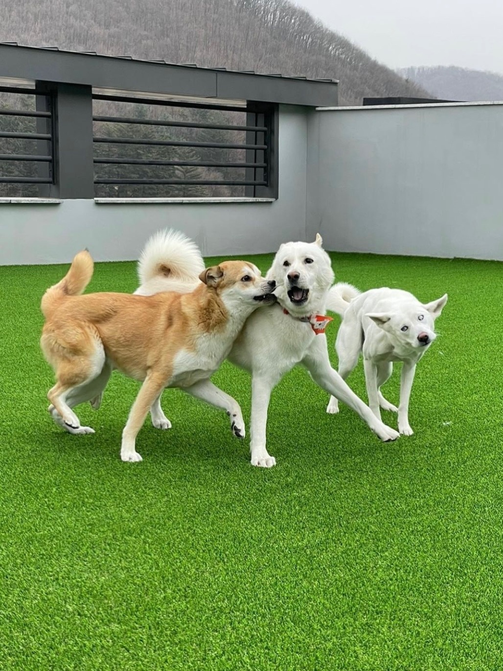 곤지암읍 파자마독 아르바이트 장소 (2)