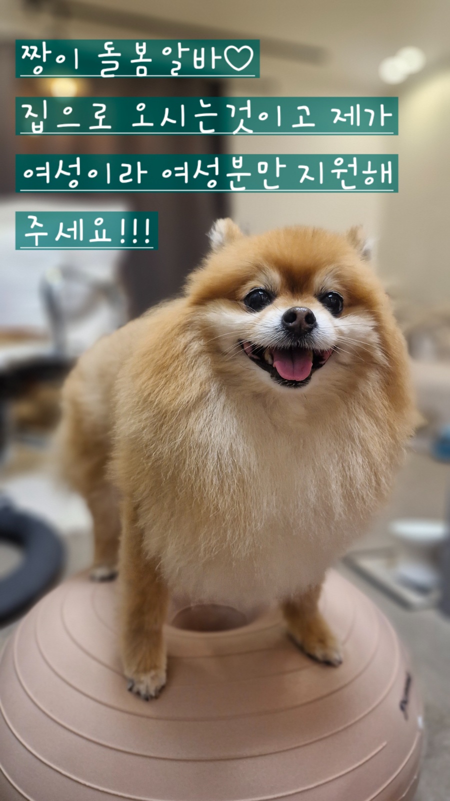 신림건영1차) 주1회 토욜 2시간 강아지돌봄 공고 썸네일