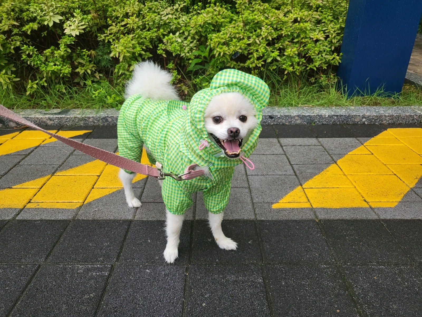 강아지 산책 알바 공고 썸네일