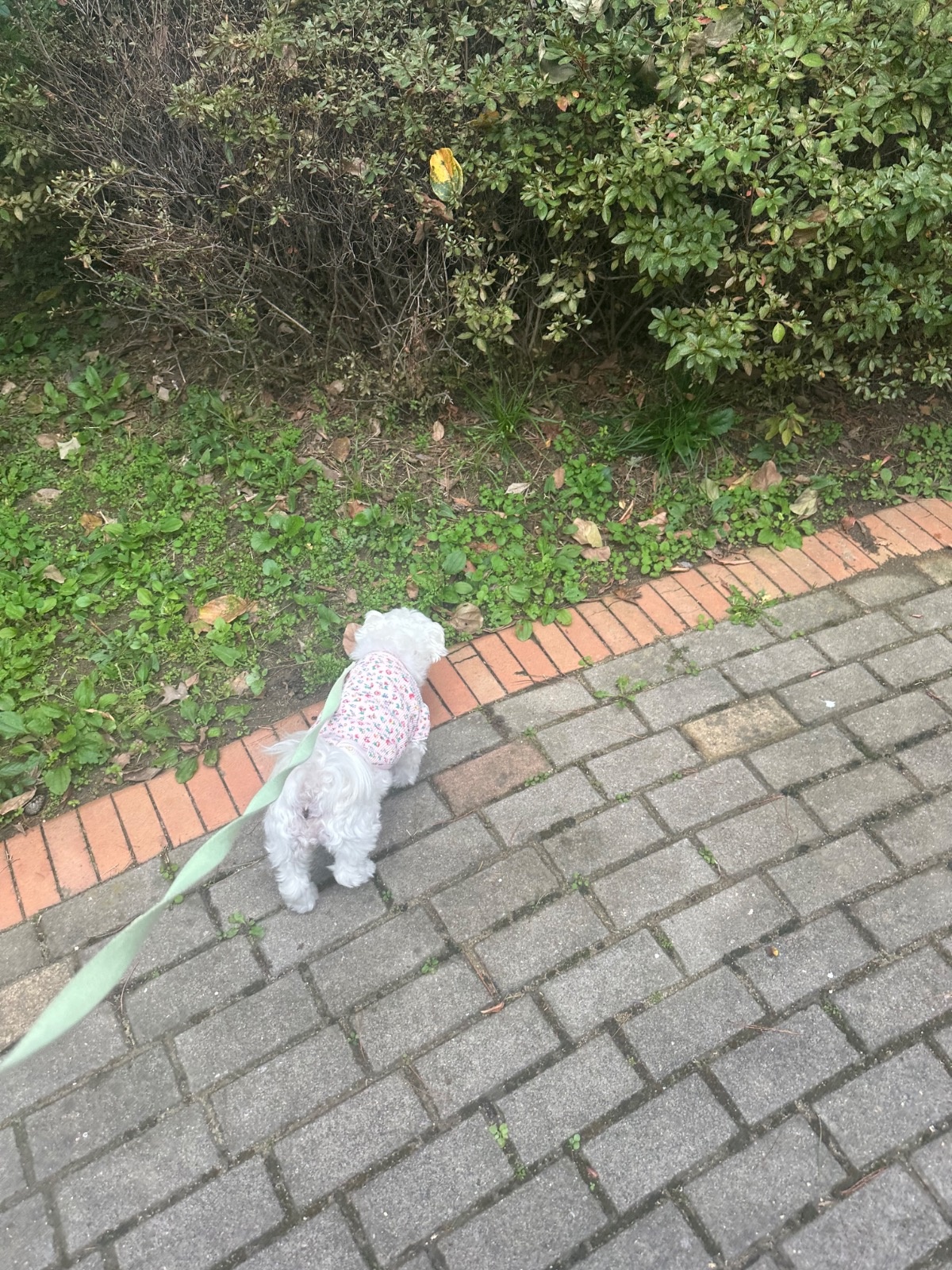 동탄 강아지 돌봄 펫시터 합니다(상주견 없음) 공고 썸네일