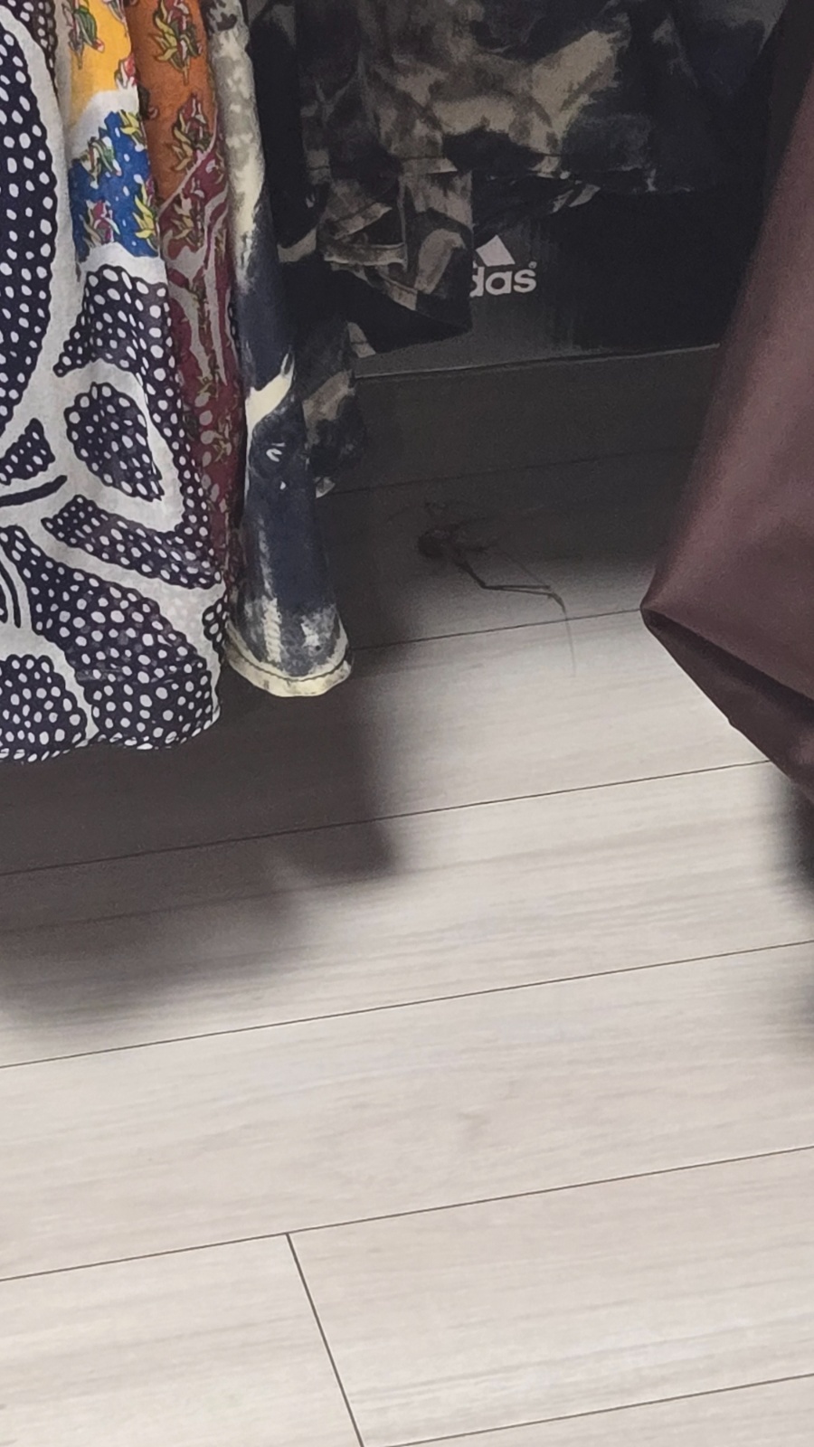 곱등이 한마리 잡아주실분?(여성만 부탁드려요) 공고 썸네일