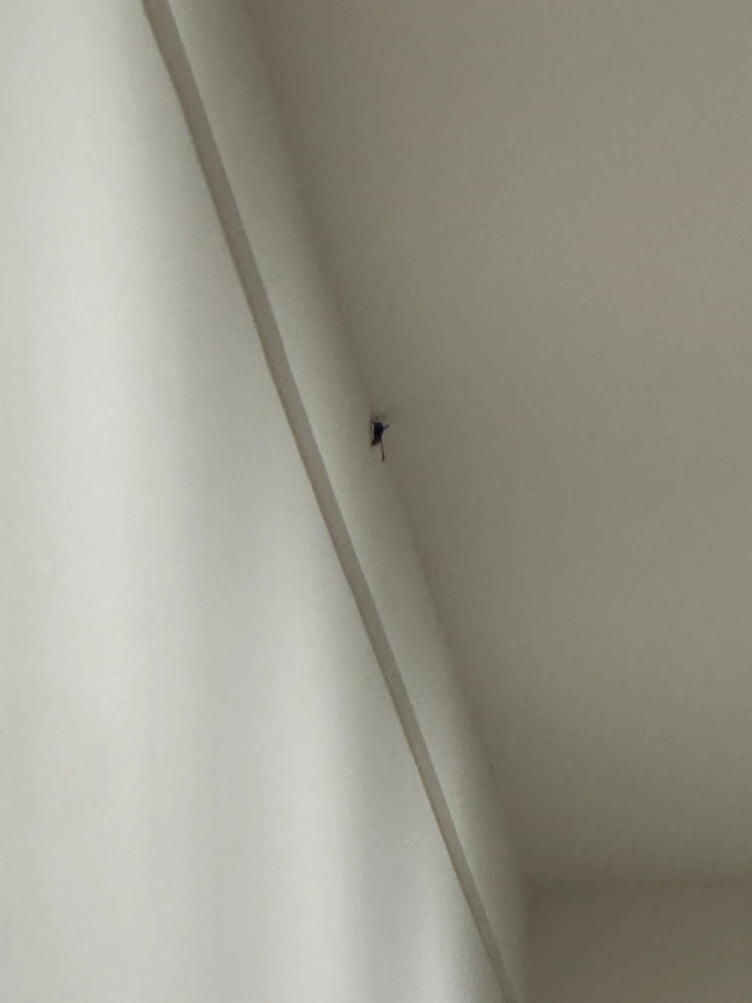 말벌 잡아주실분