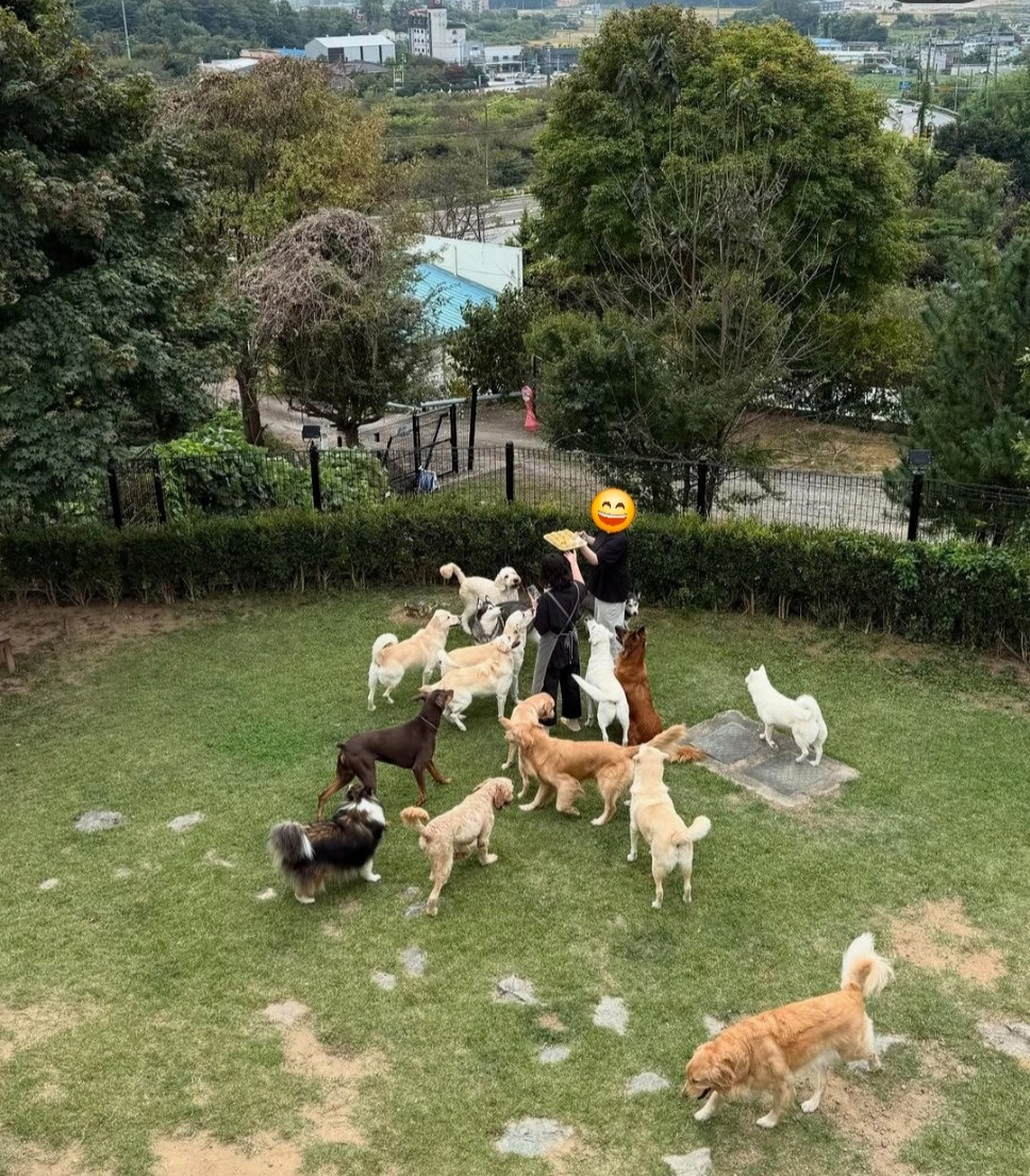 대형견 애견호텔에서 정직원 모셔요. 공고 썸네일