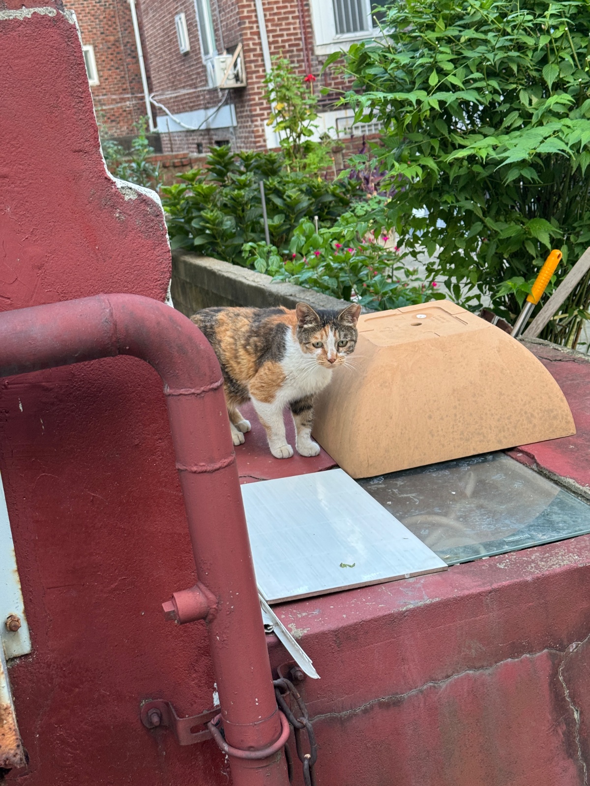 충훈부 길냥이 밥주실분 공고 썸네일