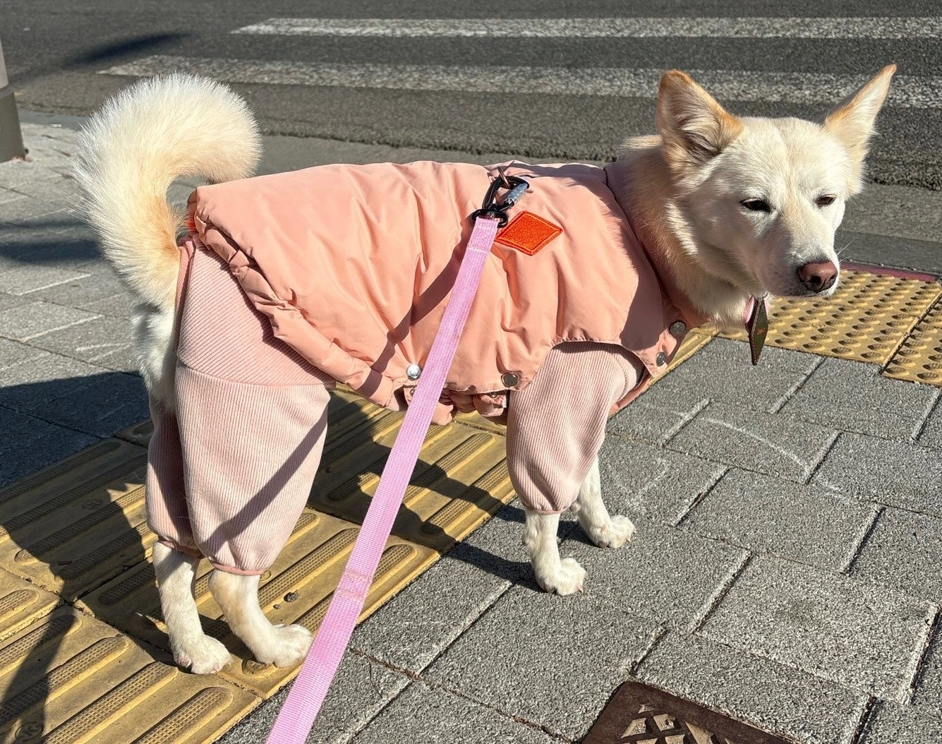 강아지랑 대흥역 카페에서 시간보내기