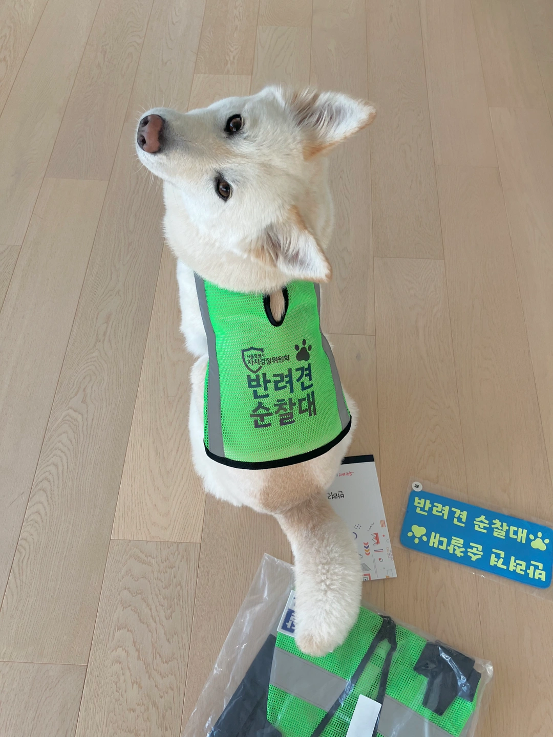 11월중순~12월까지 화토오전 강아지 산책해주실분구합니