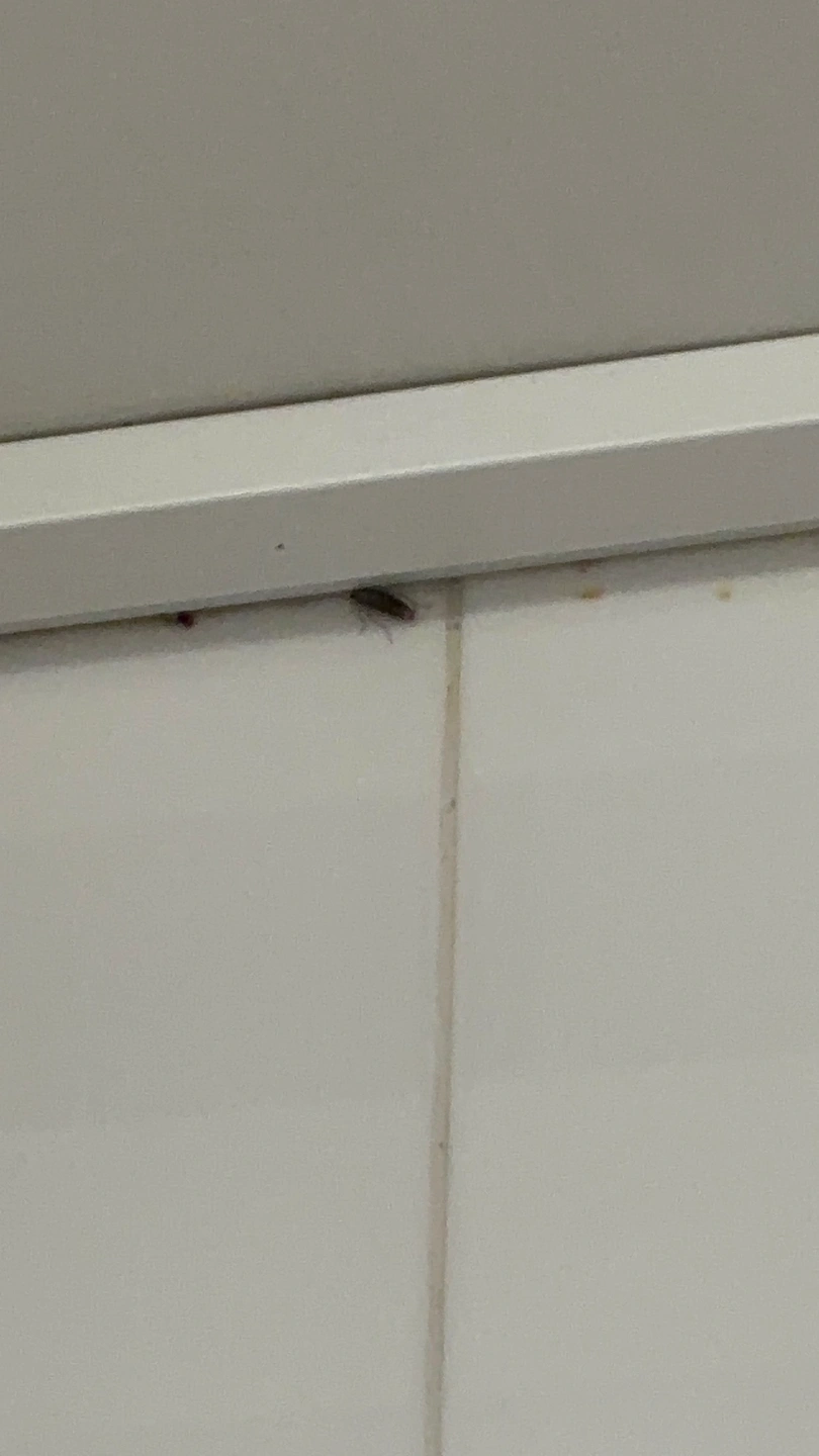 바퀴벌레 잡아주실분 ㅠㅠ