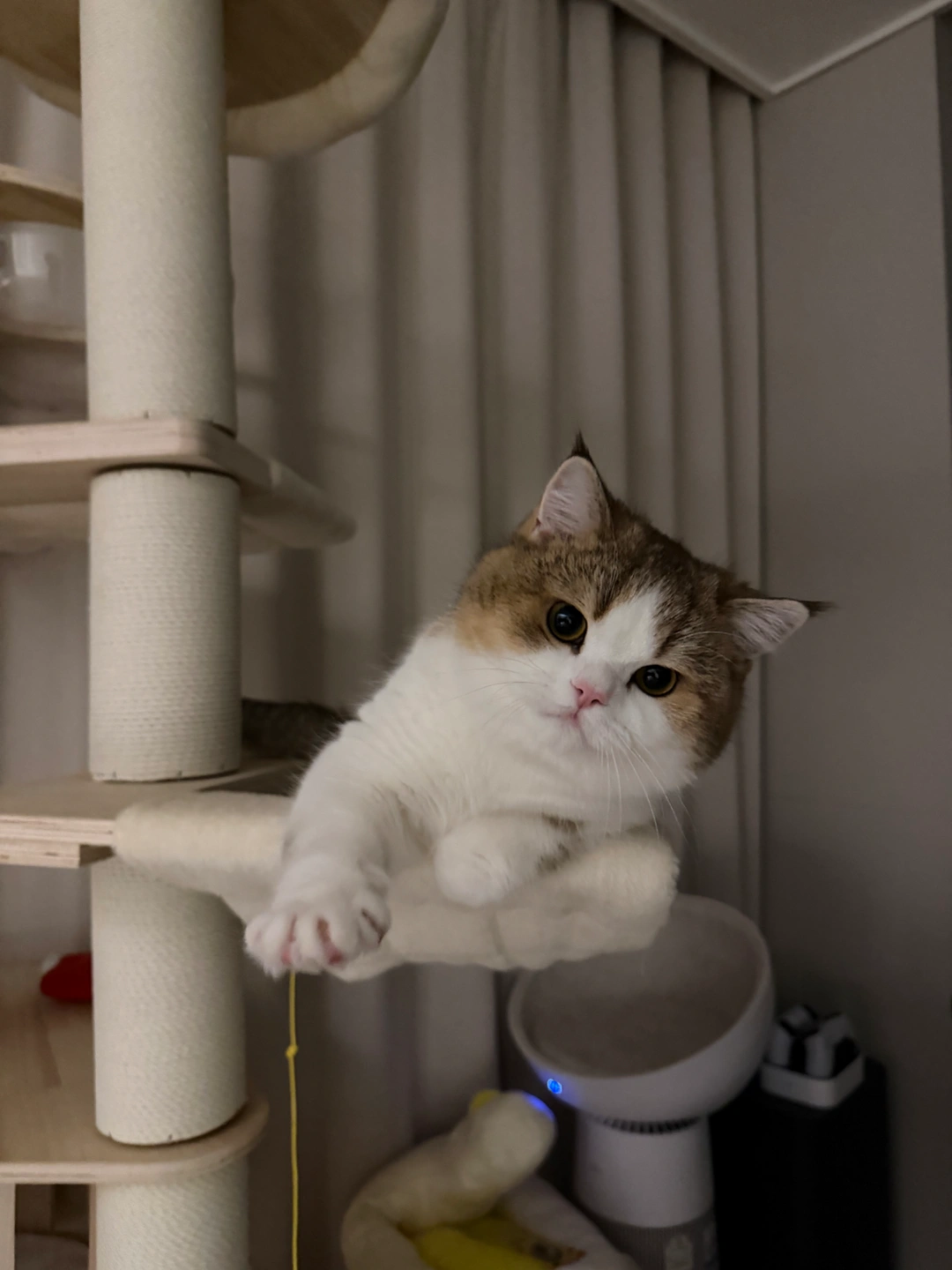 고양이(맥주) 놀아주기