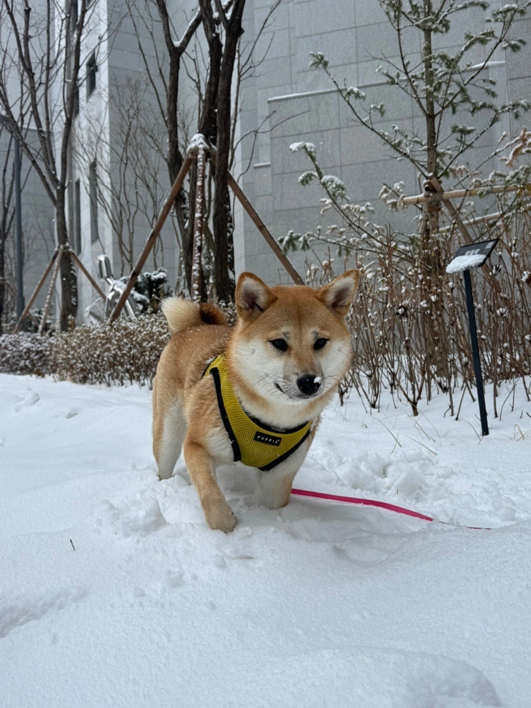강아지 산책