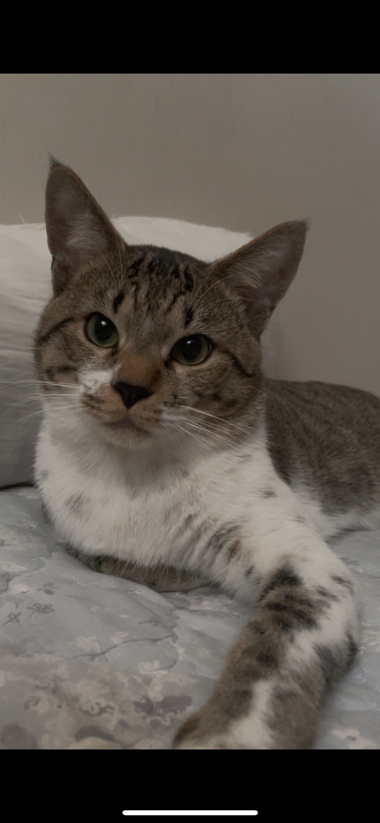 고양이 이틀 돌봄 공고 썸네일