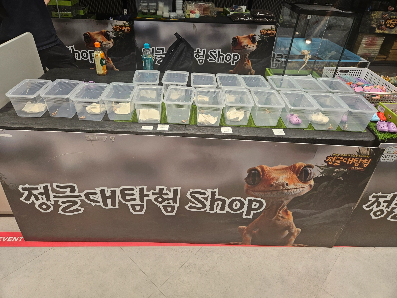 이마트 풍산점 파충류팝업