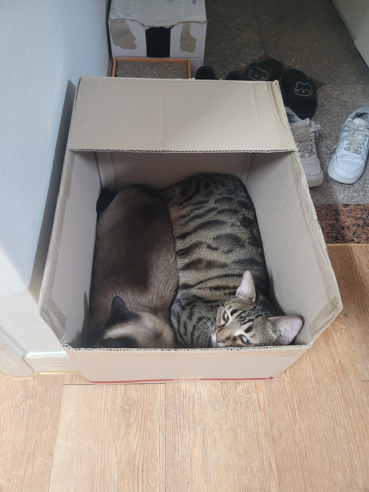 고양이 하루 돌봄 공고 썸네일