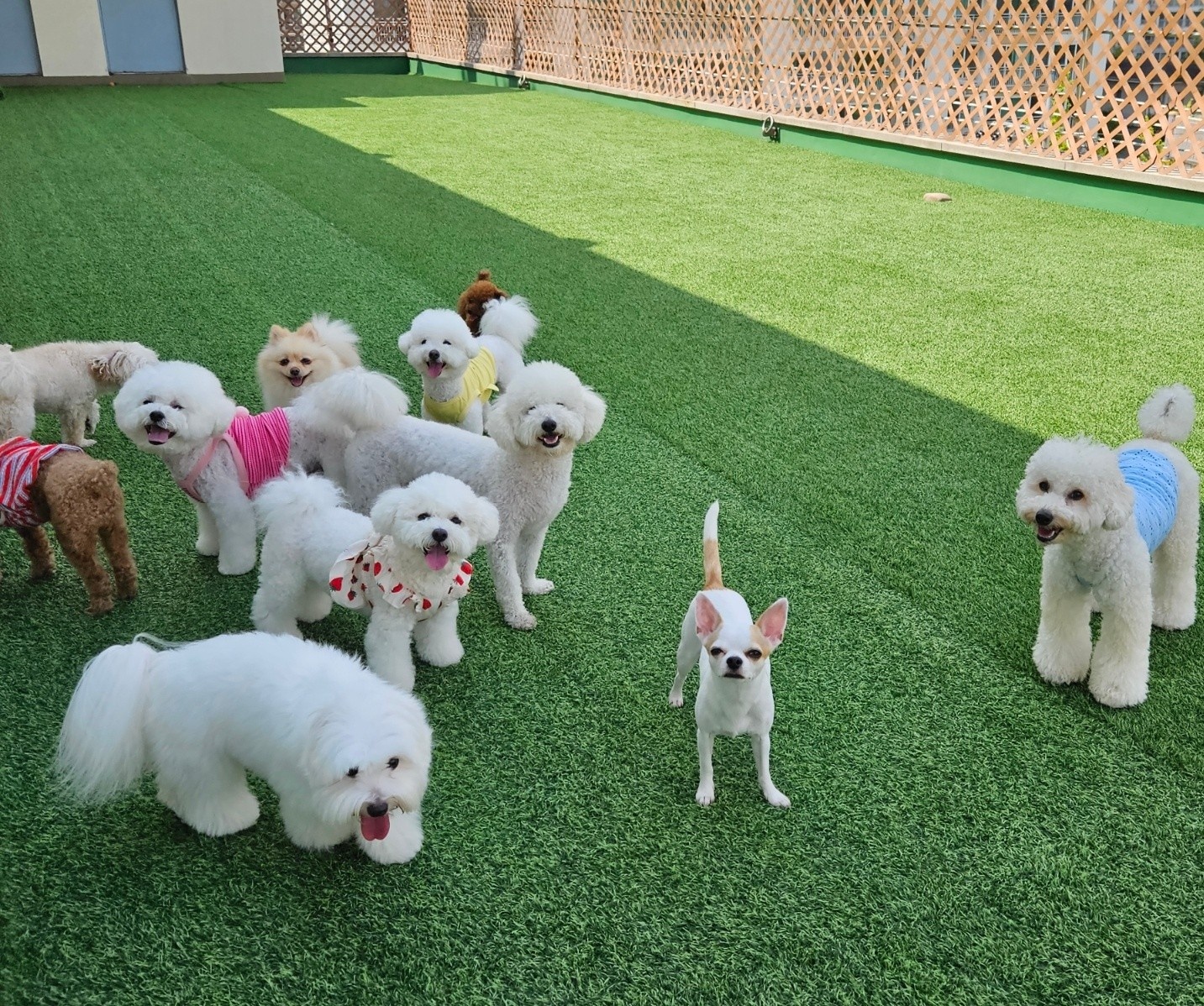 애견유치원 아르바이트 공고 썸네일