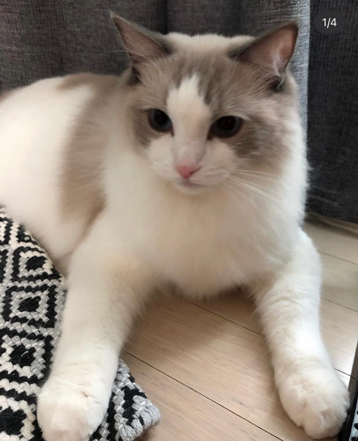 고양이 8일동안 봐주세욤 (위탁!)
