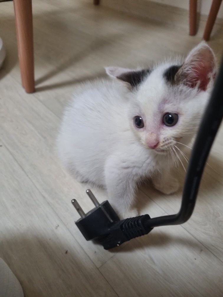 고양이 임보해 주세요 공고 썸네일