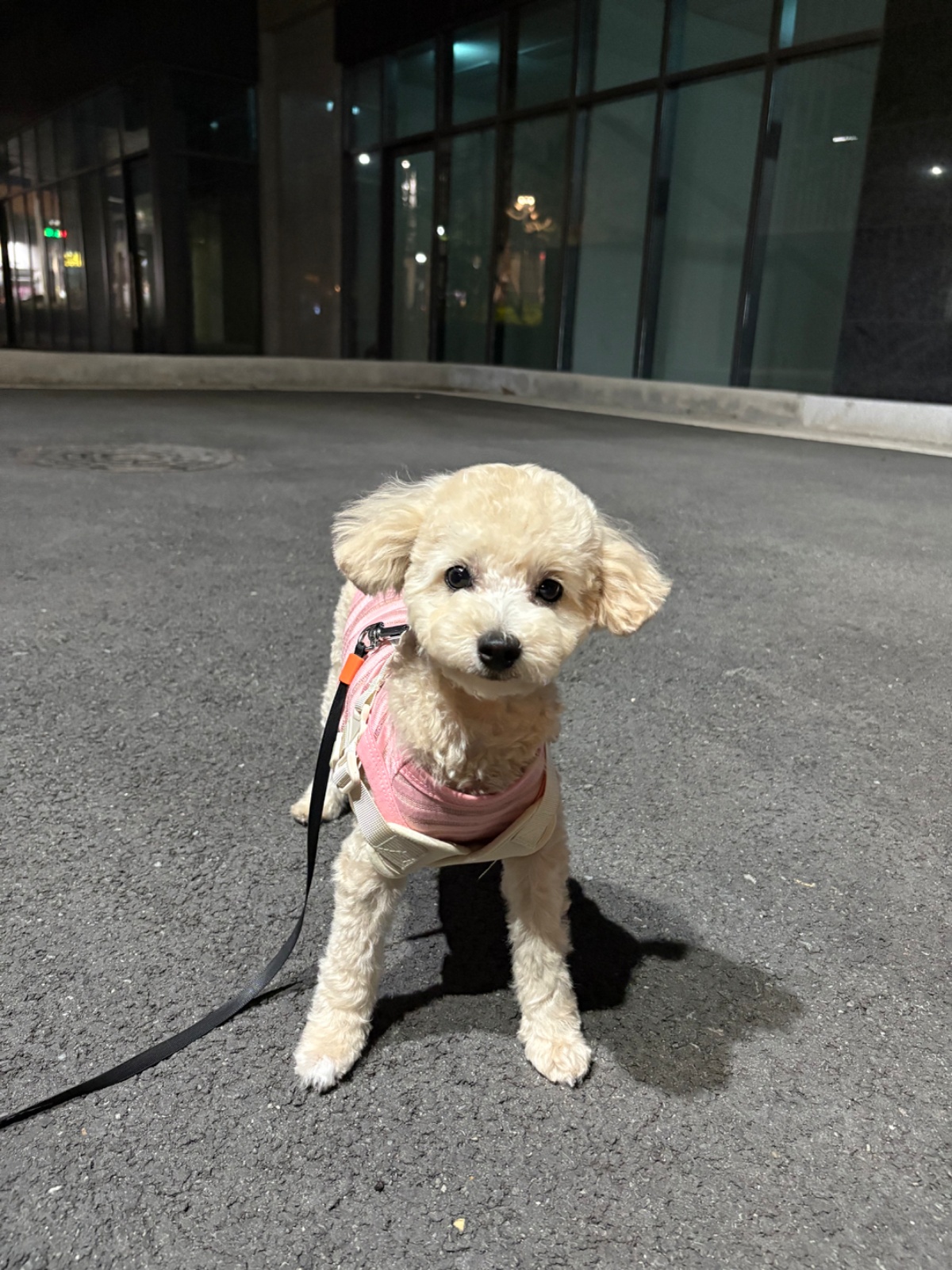 [대구 수성구 황금역] 타임24 애견호텔 직원모집 공고 공고 썸네일