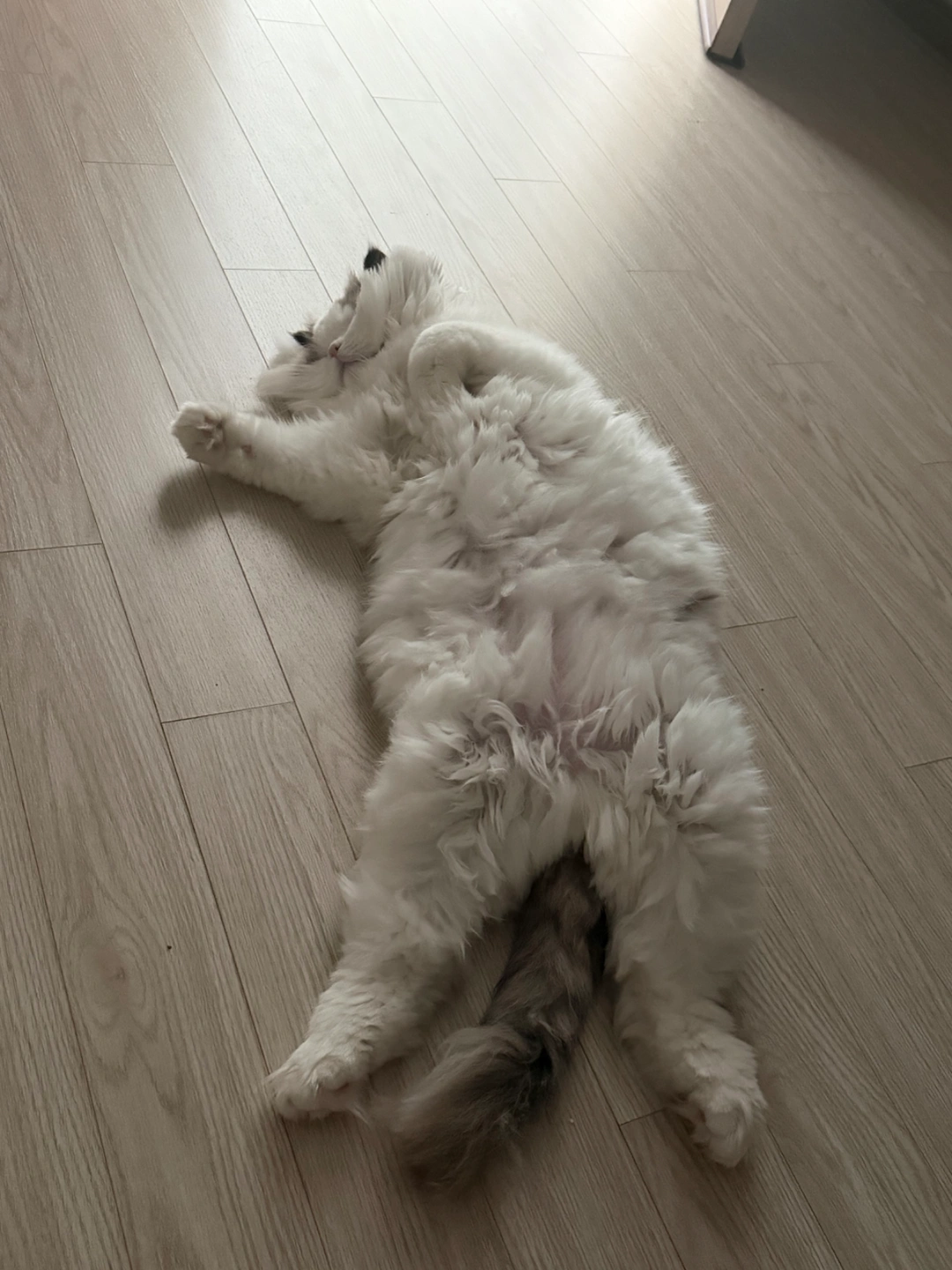 강아지 고양이 26~27일 봐주실분