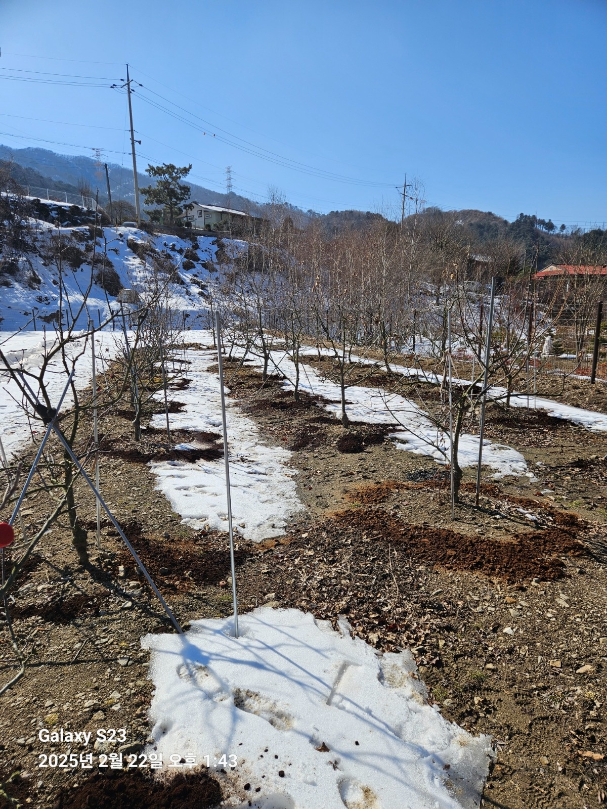 3월 1일 첫째주 토요일에 사과나무 전지 해주실분 공고 썸네일