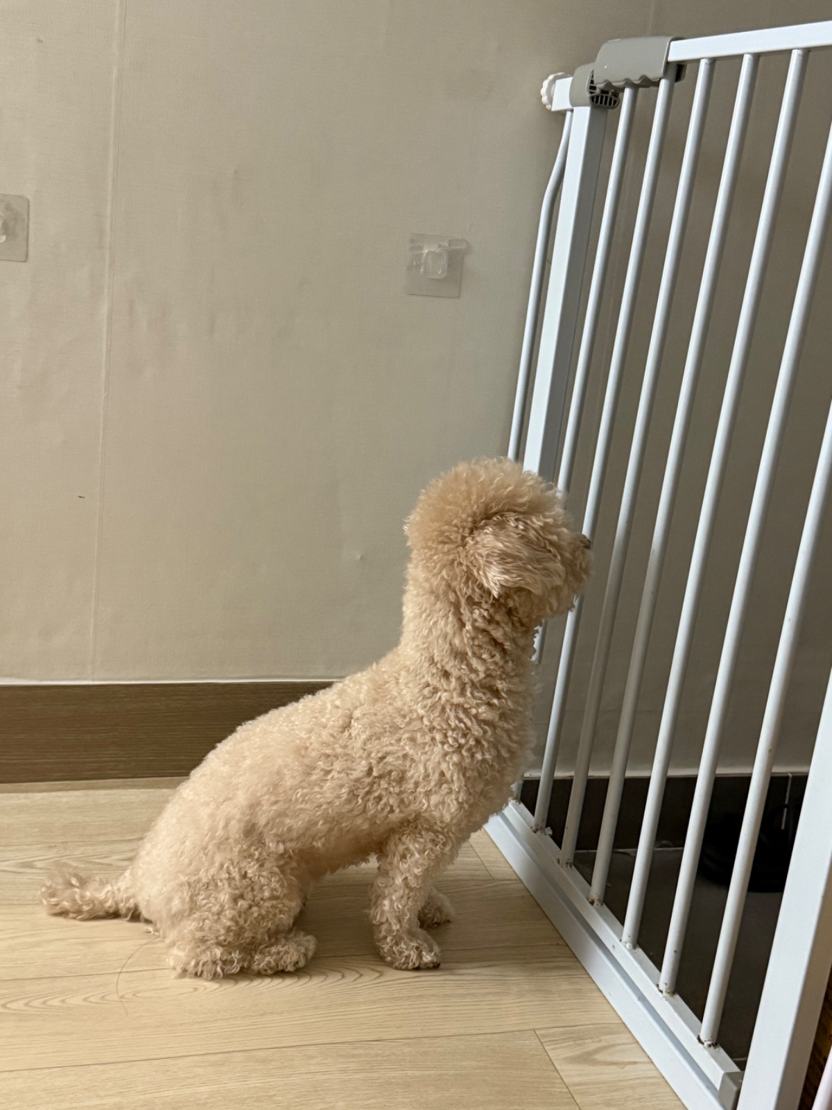 같이 집 치울 수 있으신분 꼼꼼하신분 공고 썸네일