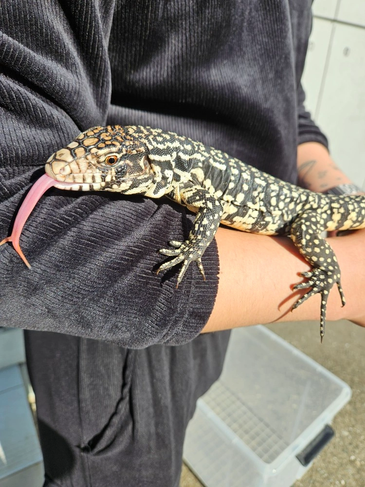 도이빠렙타일 파충류샵 주6일 시급 12000원