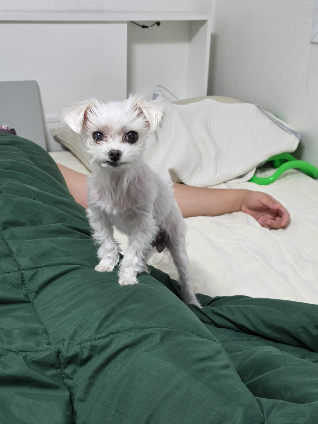 강아지(노견)산책