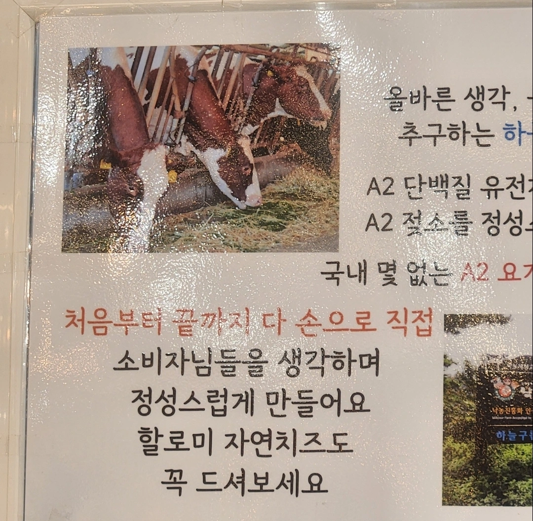 요거트 판촉 구합니다