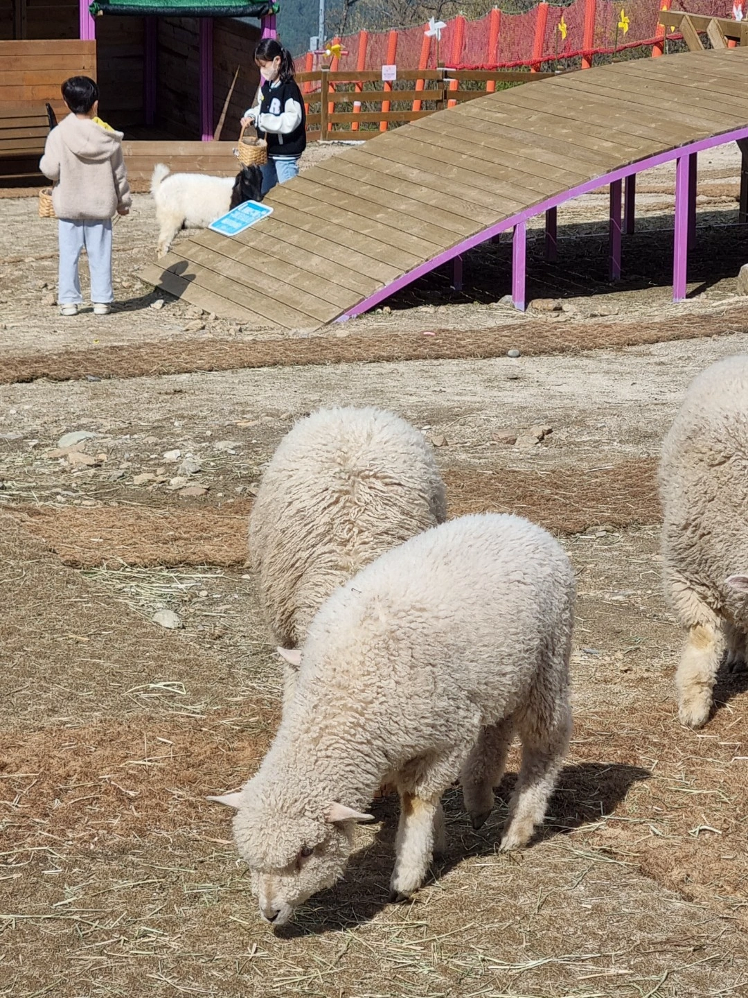 하이원 구름아래동물농장 근무