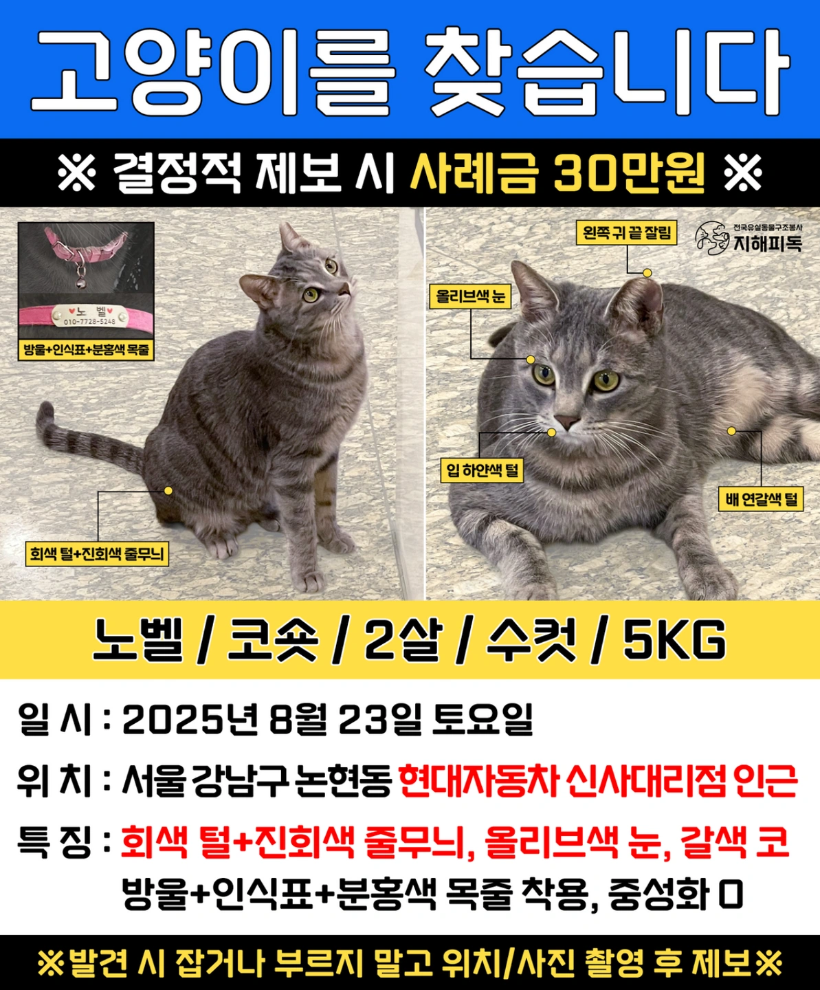 고양이 실종 전단지 부착 도와주실분