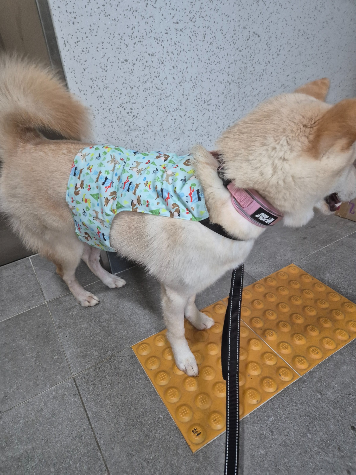 진돗개 산책 공고 썸네일