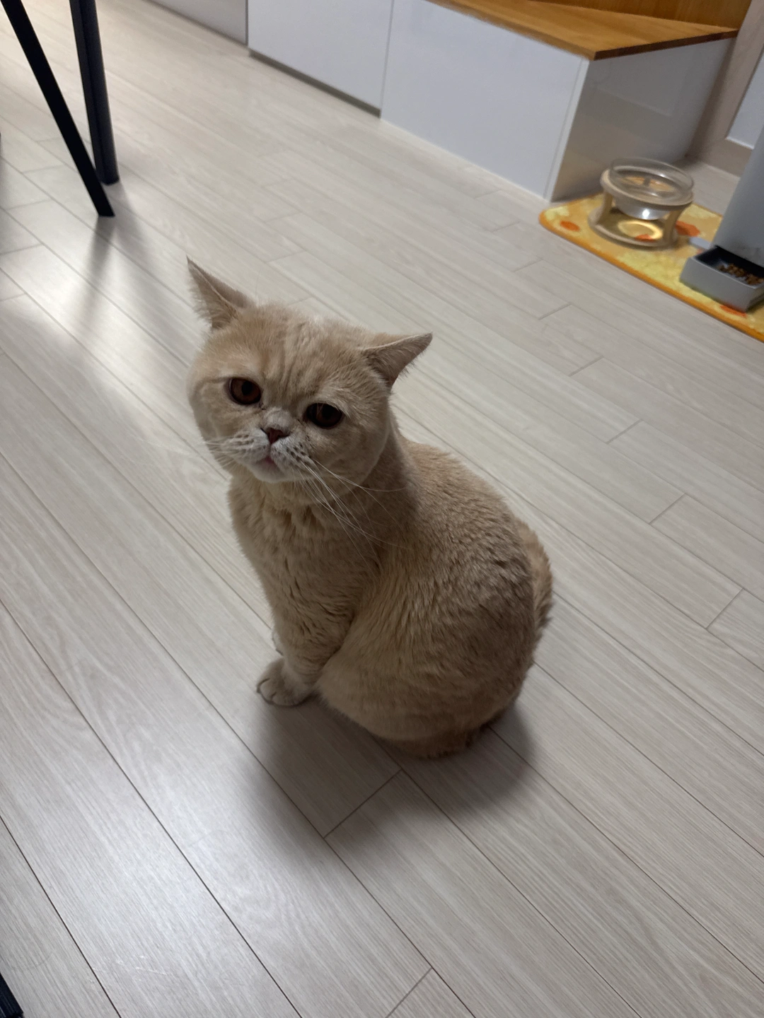 고양이 케어