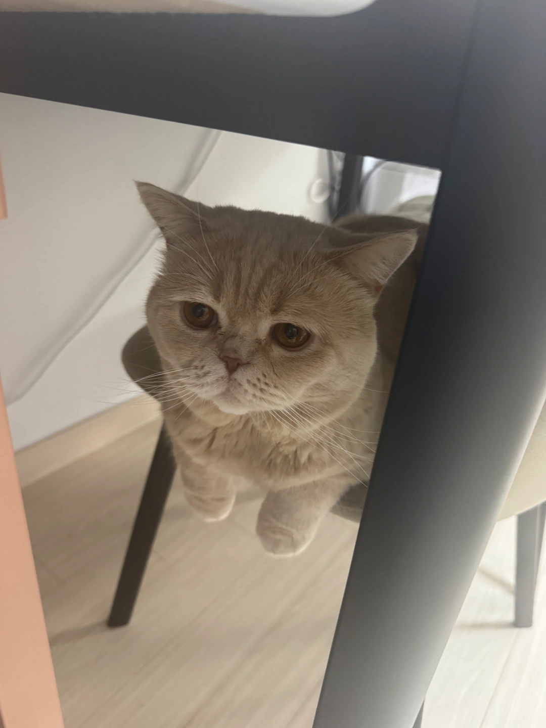 연휴기간 고양이 케어