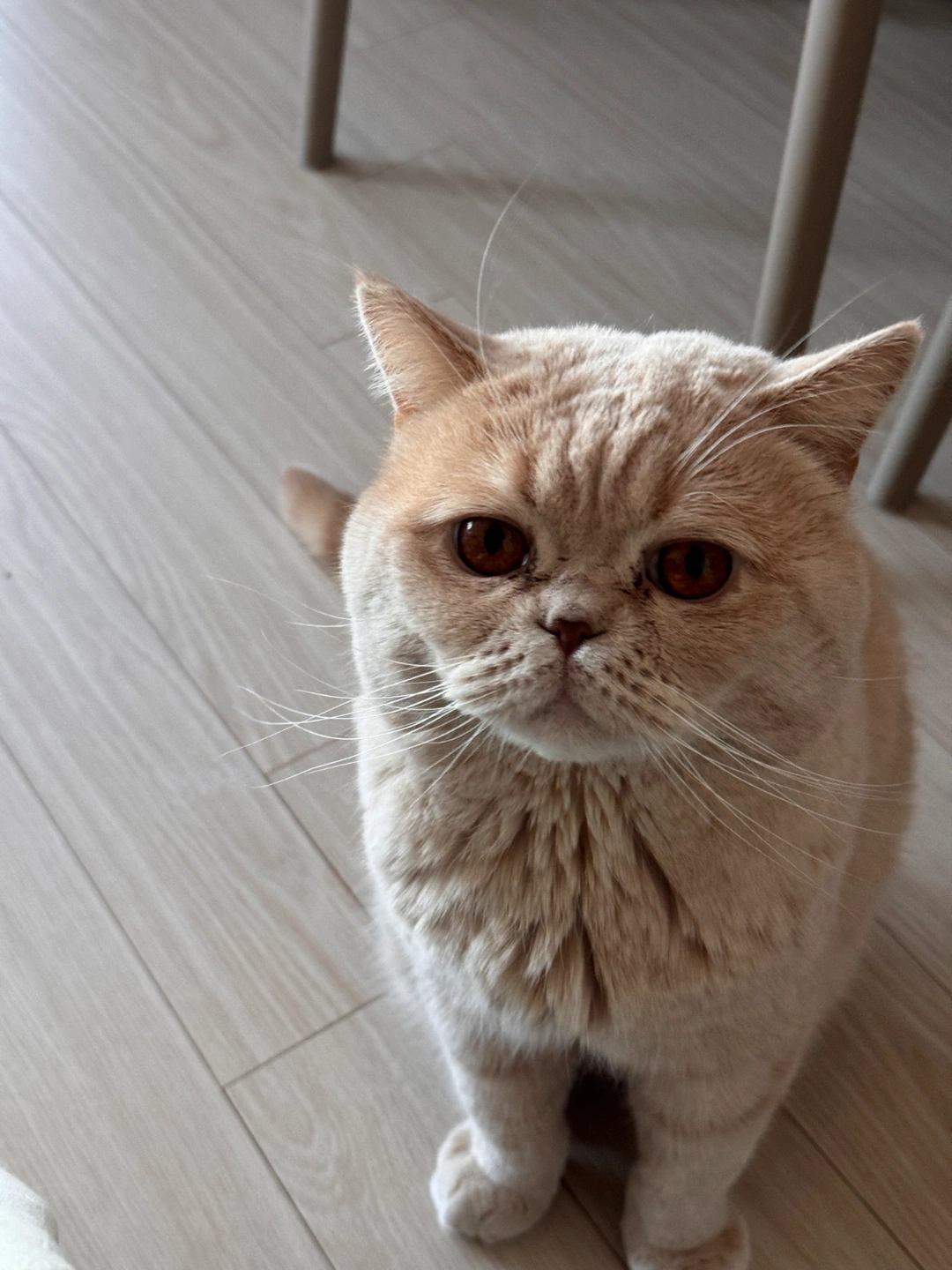 고양이 간식주고 물갈아주고 짧게 놀아주기