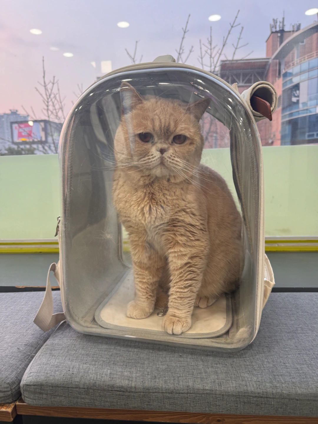 고양이 잠시 맡아주실분 (이사때문에요)