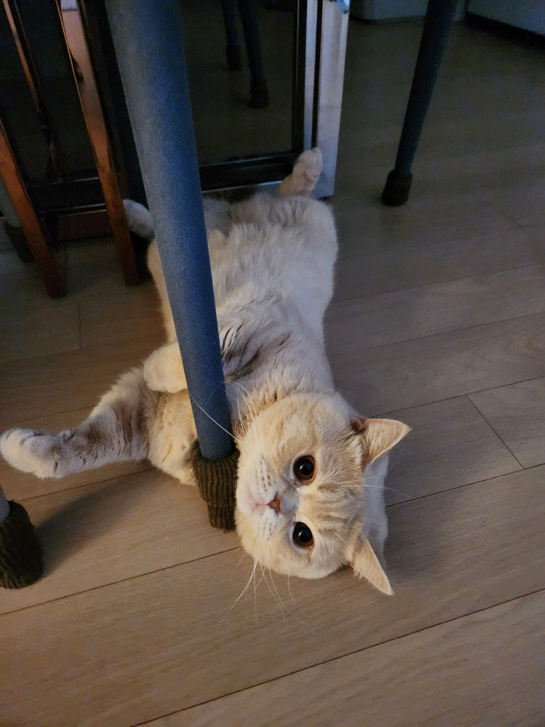 고양이 돌봐주실뷴